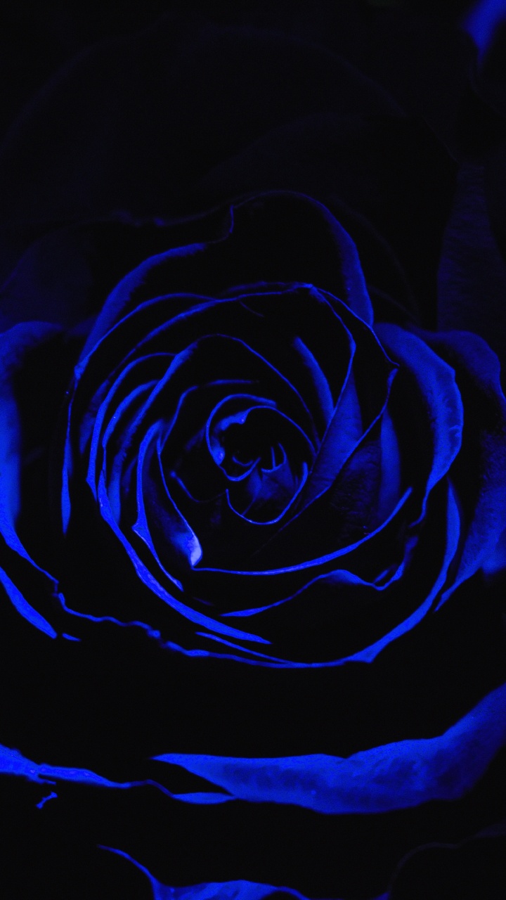 Обои Роза, синий, черный, цветок, семья Роуз в разрешении 720x1280