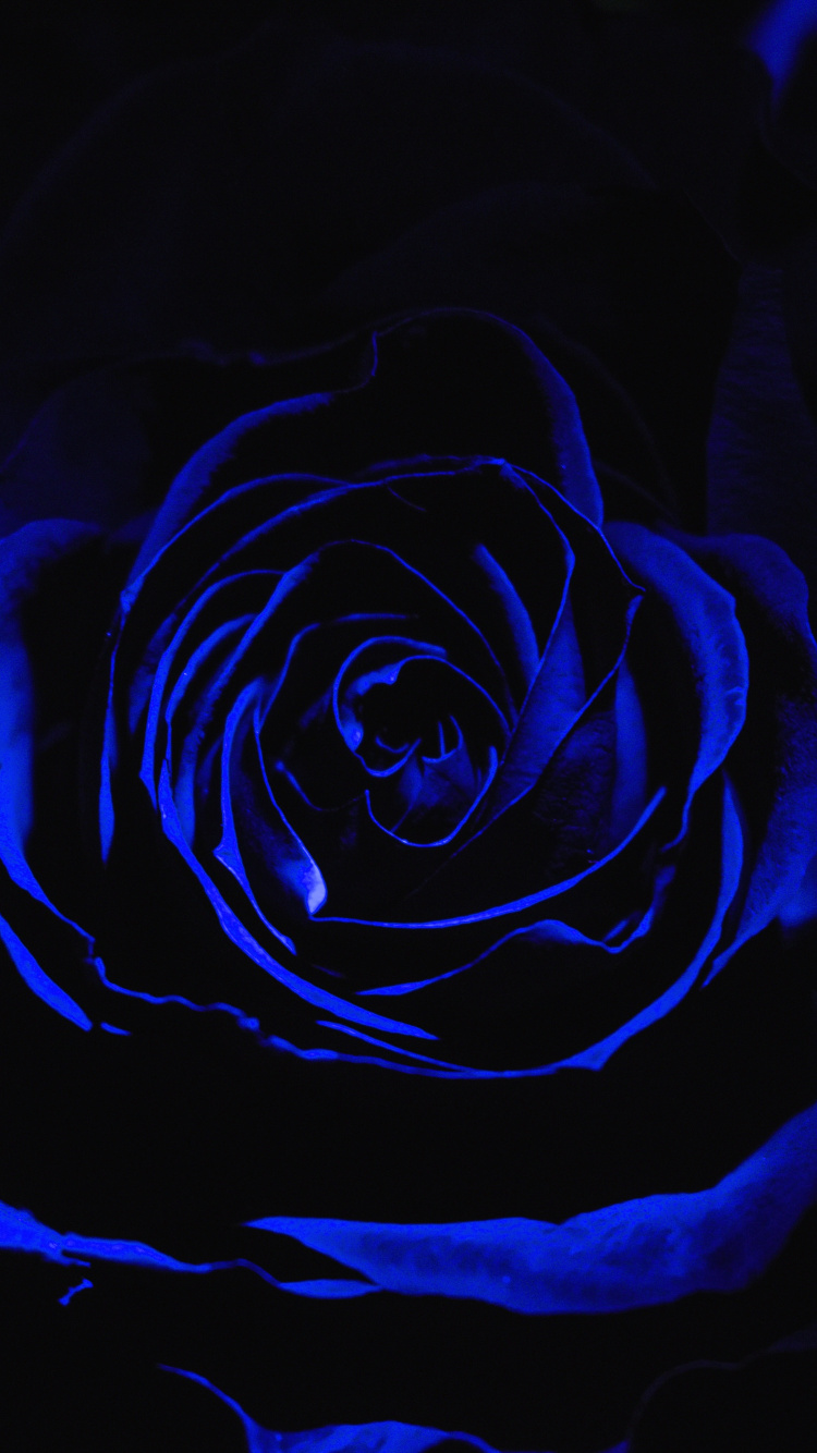 Обои Роза, синий, черный, цветок, семья Роуз в разрешении 750x1334