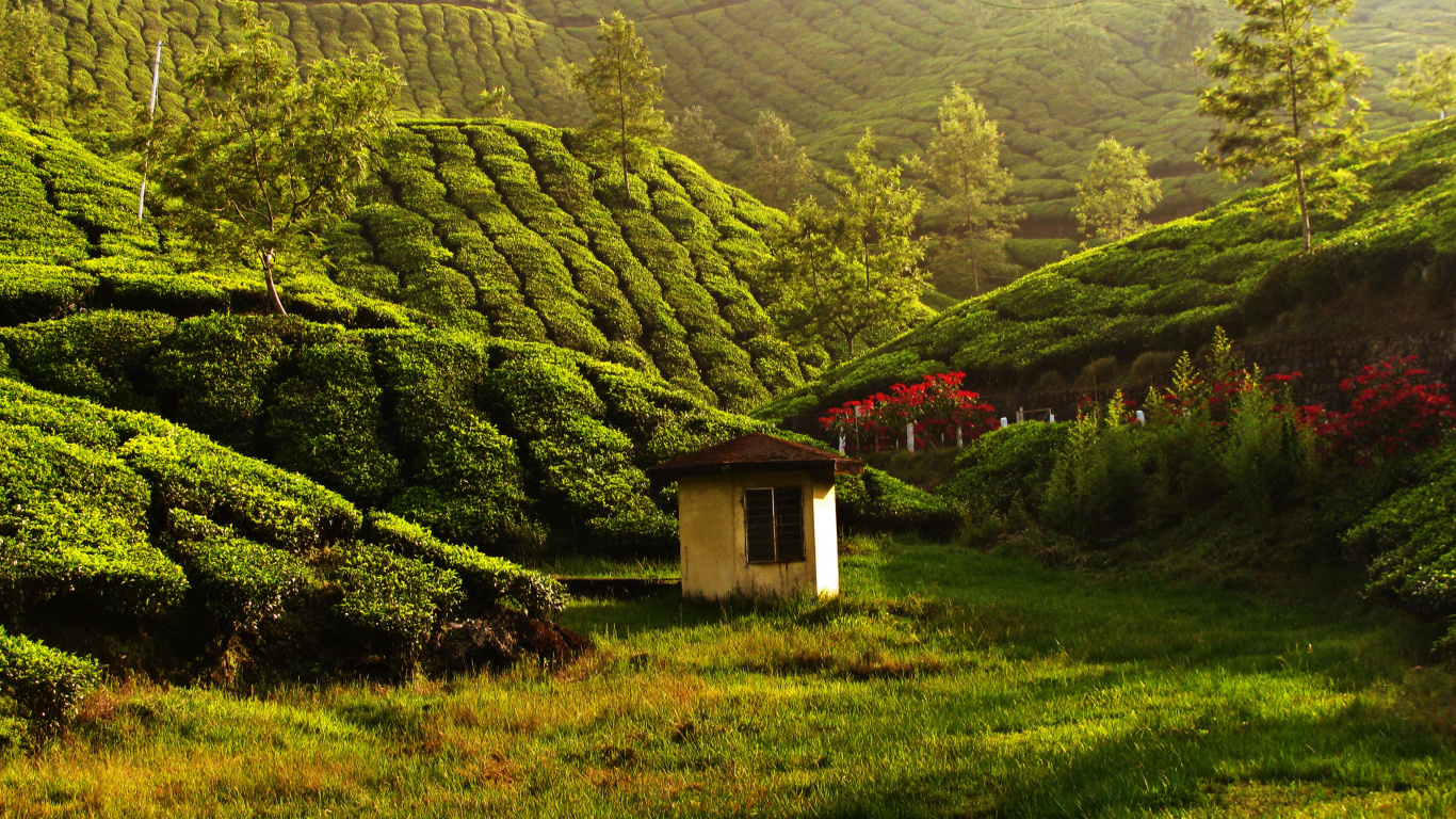 Обои муннар, Заводям Кералы, теккади, путешествие, туризм в разрешении 1366x768