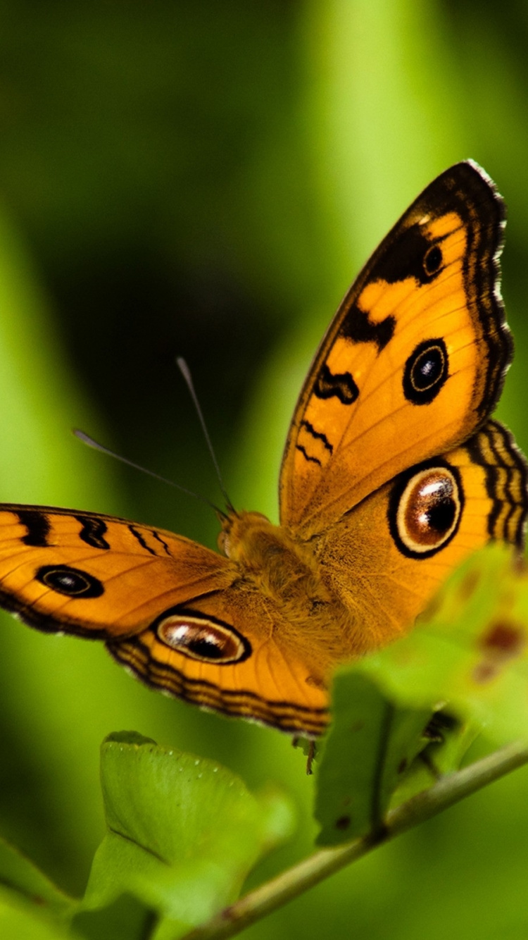 Обои природа, насекомое, мотыльки и бабочки, бабочка, опылитель в разрешении 750x1334