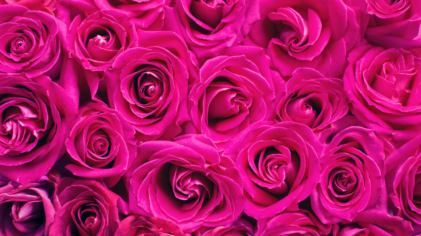 Обои Роза, розовый, цветок, сад роз, красный цвет в разрешении 1366x768