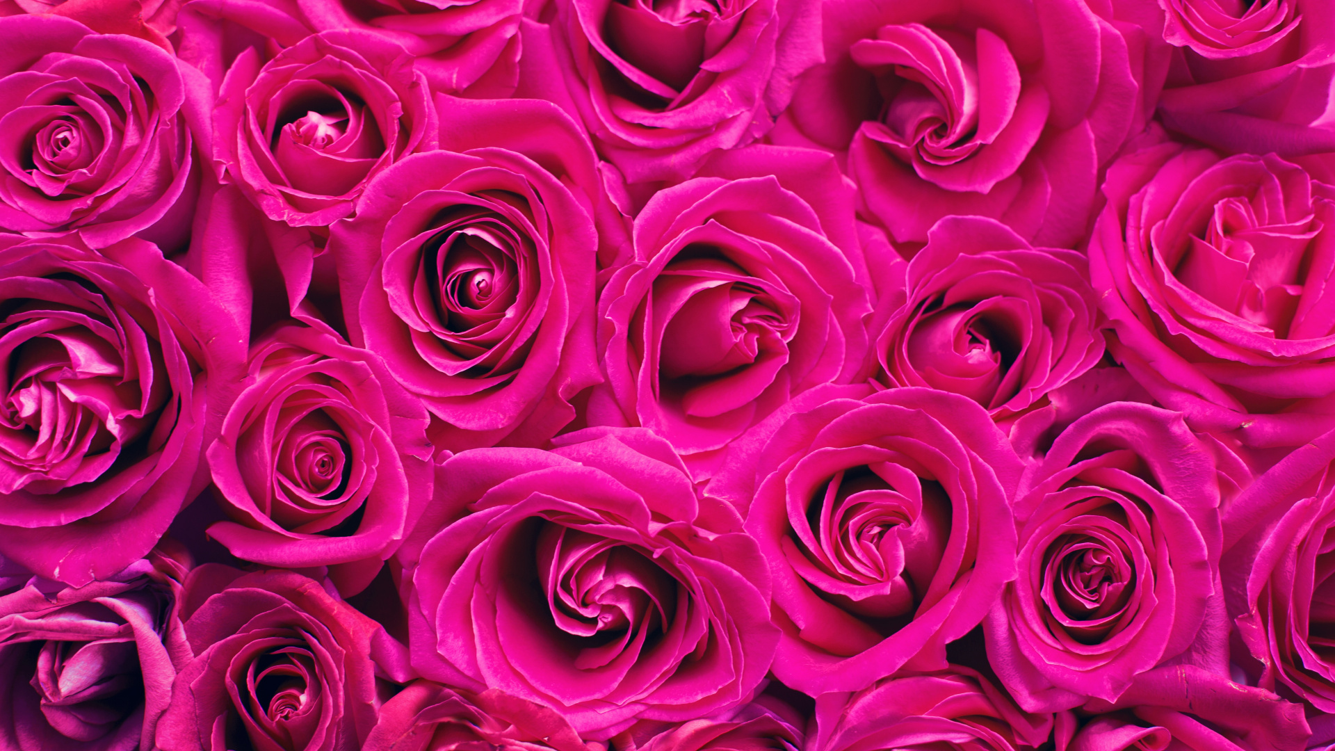 Обои Роза, розовый, цветок, сад роз, красный цвет в разрешении 1920x1080