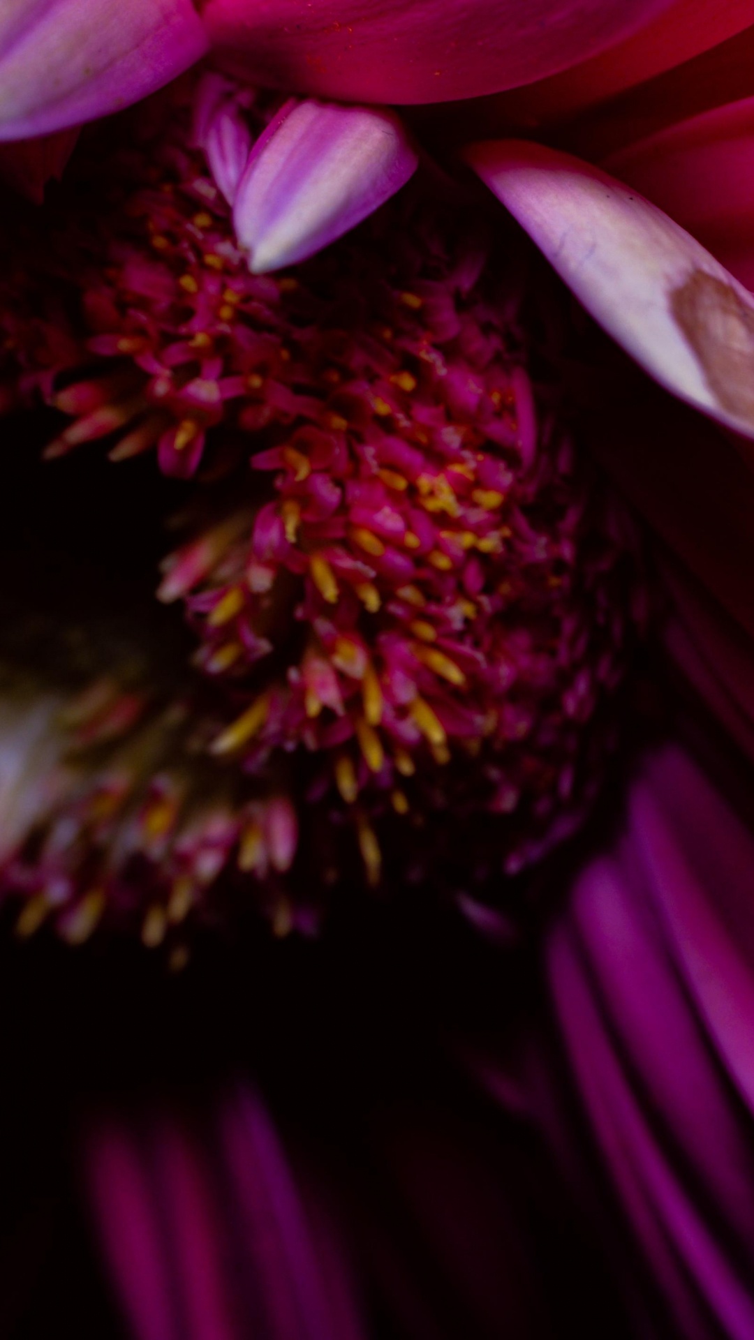 Обои лепесток, цветок, трансвааль Дейзи, розовый, Фиолетовый в разрешении 1080x1920