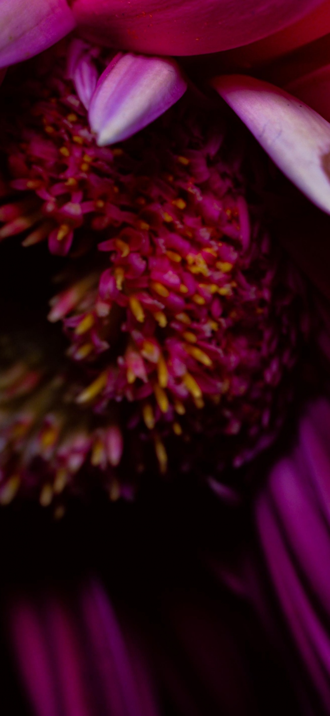 Обои лепесток, цветок, трансвааль Дейзи, розовый, Фиолетовый в разрешении 1125x2436