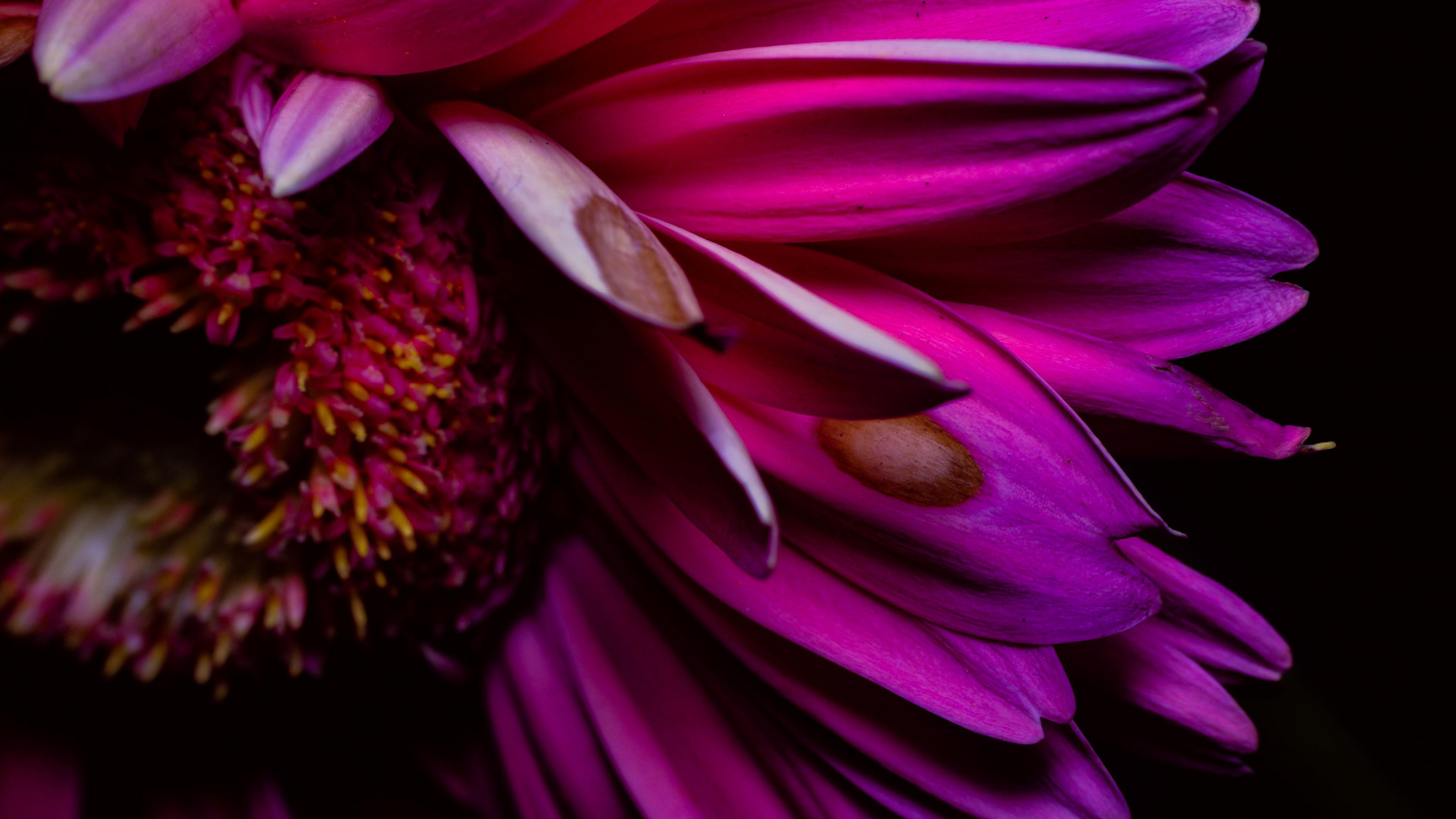 Обои лепесток, цветок, трансвааль Дейзи, розовый, Фиолетовый в разрешении 1920x1080