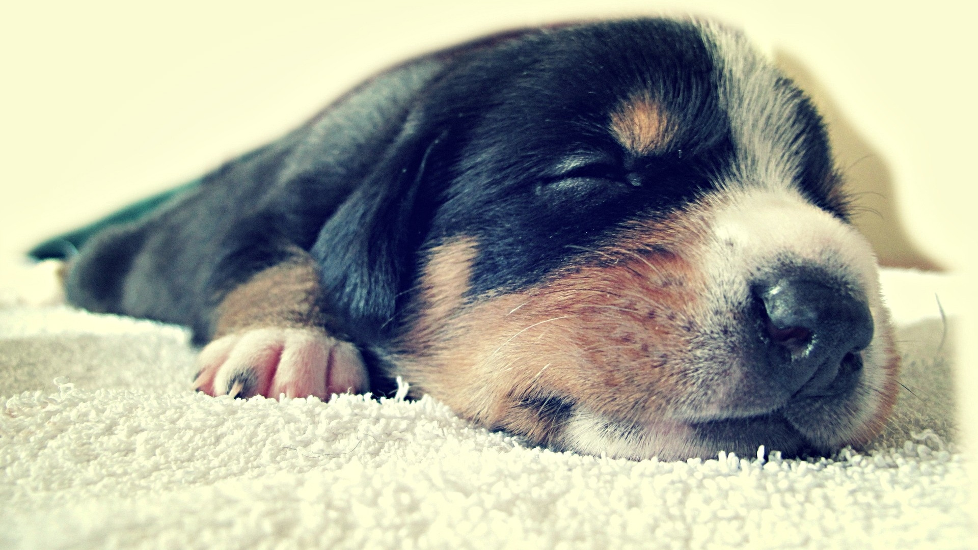 Обои щенок, собака породы, морда, щенячья любовь, ротвейлер в разрешении 1920x1080