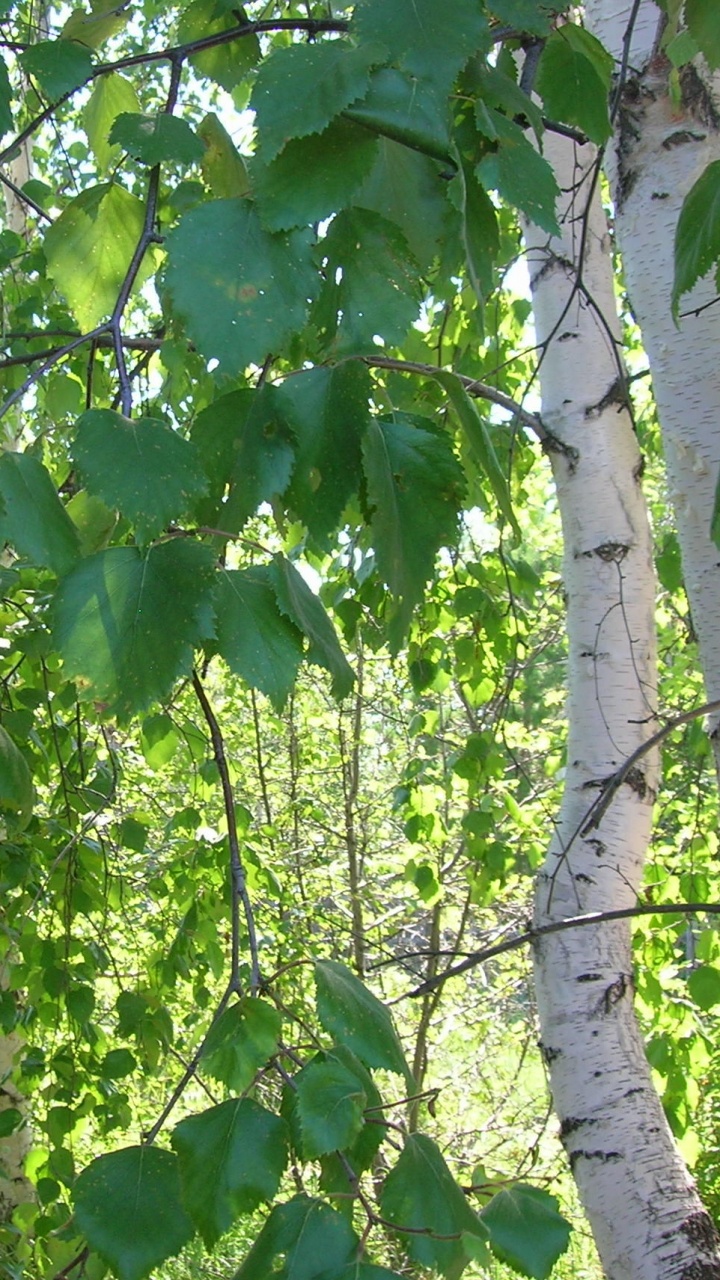 Береза фото дерева и листьев