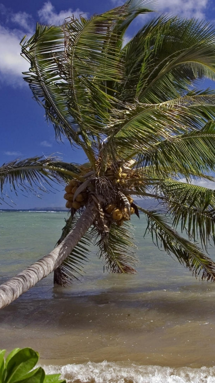 Обои берег, дерево, тропическая зона, Пальма, Карибский бассейн в разрешении 750x1334