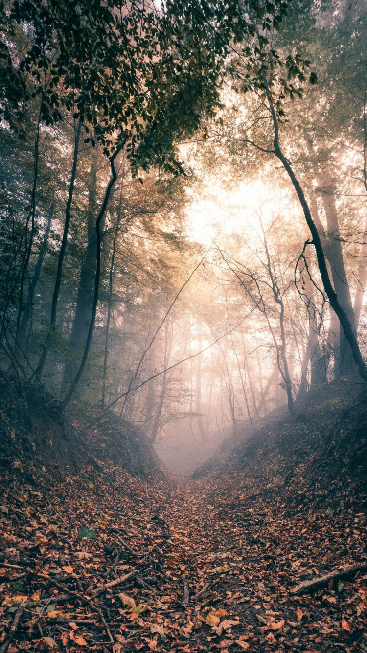 Обои природа, коричневый цвет, атмосфера, природный ландшафт, древесина в разрешении 750x1334