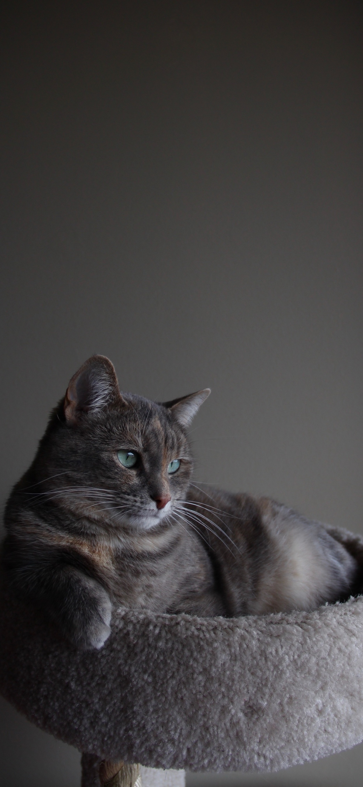 Обои кот, шартрез, русская голубая, корат, кошачьих в разрешении 1242x2688