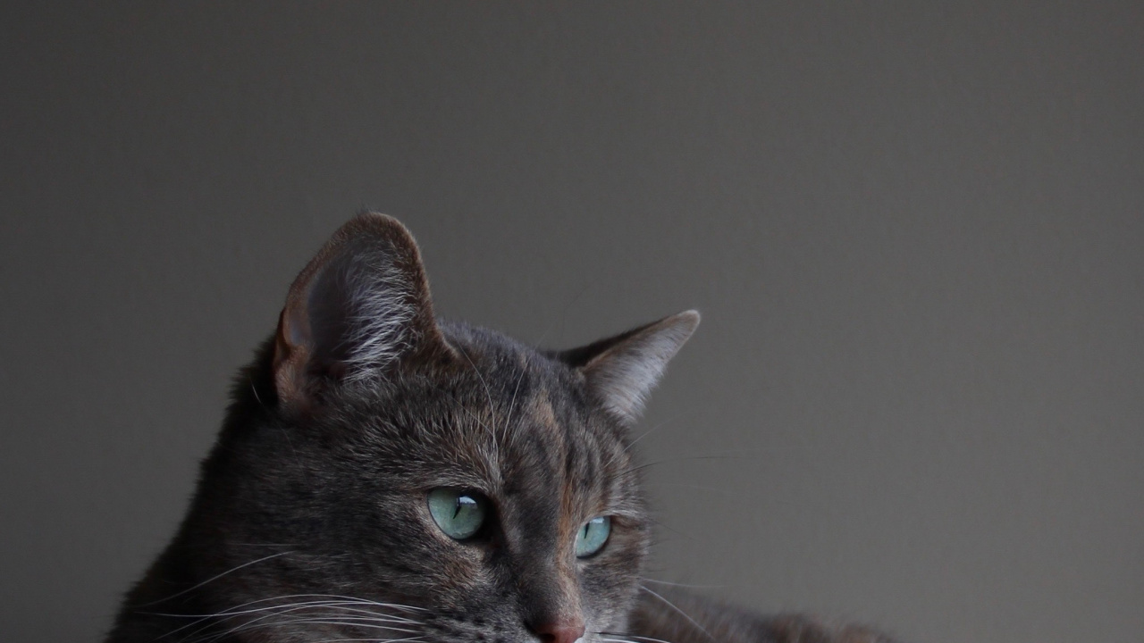 Обои кот, шартрез, русская голубая, корат, кошачьих в разрешении 1280x720