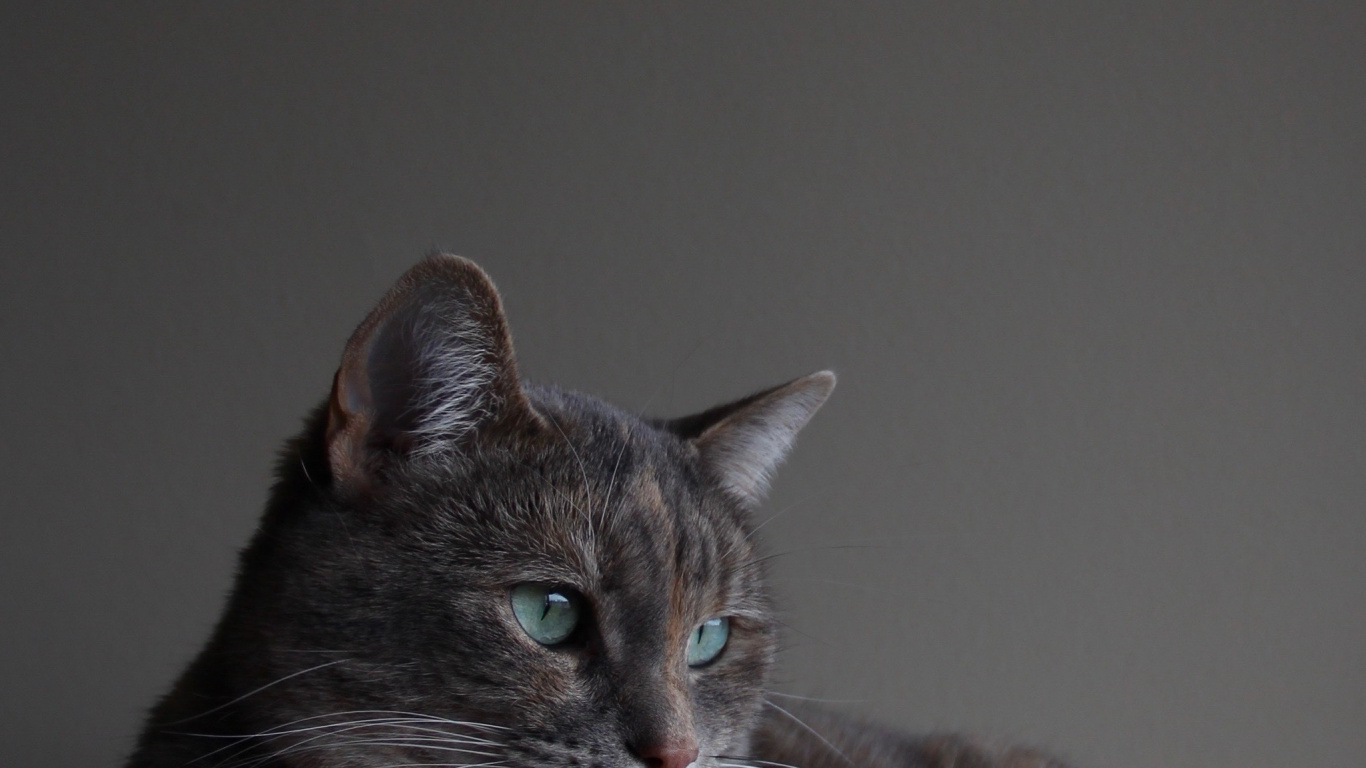 Обои кот, шартрез, русская голубая, корат, кошачьих в разрешении 1366x768