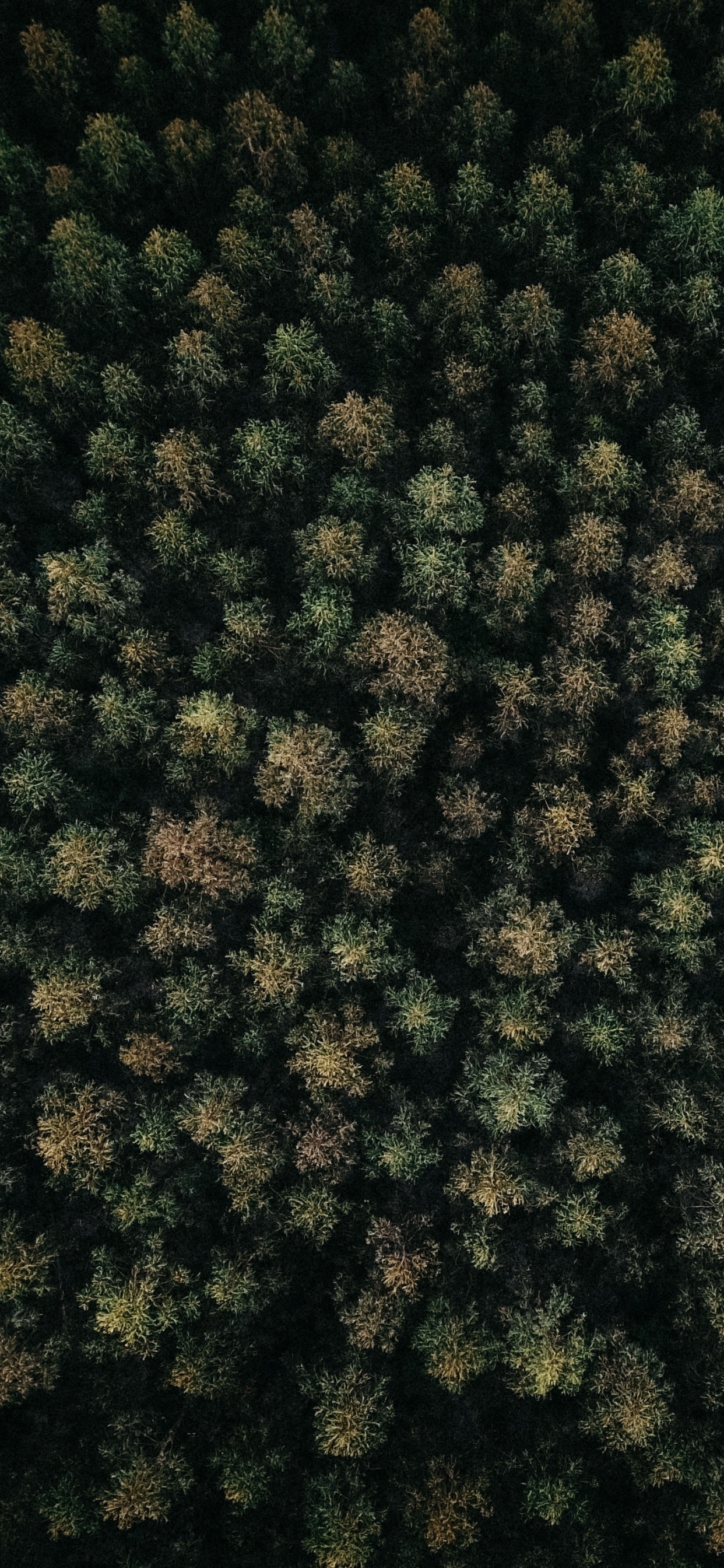 Обои Рисунок М, узор, растение, почвопокровная, зеленый в разрешении 1242x2688