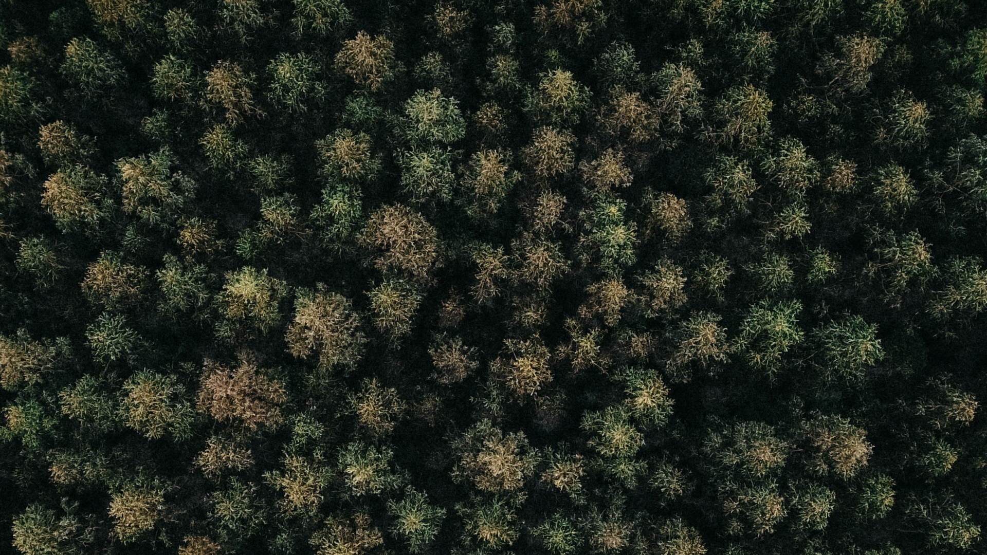 Обои Рисунок М, узор, растение, почвопокровная, зеленый в разрешении 1920x1080