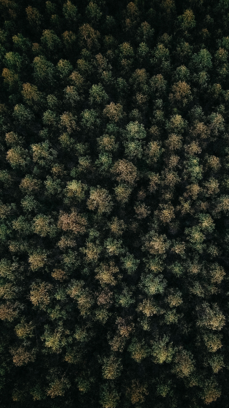 Обои Рисунок М, узор, растение, почвопокровная, зеленый в разрешении 750x1334