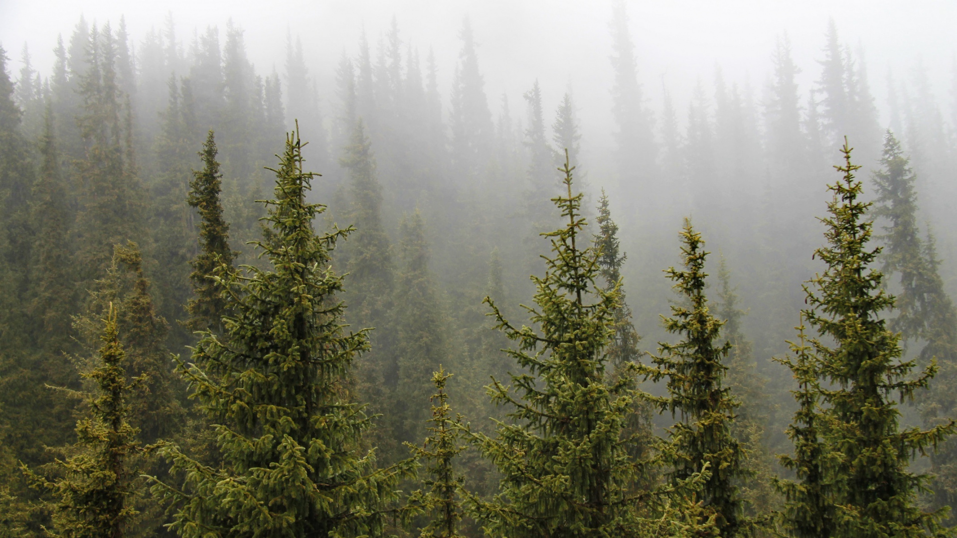 Обои ель, лес, дерево, елово пихтовые леса, хвойное дерево в разрешении 1920x1080