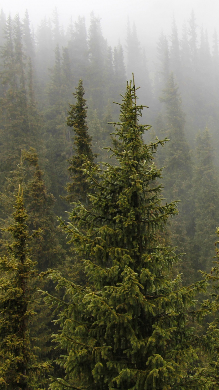 Обои ель, лес, дерево, елово пихтовые леса, хвойное дерево в разрешении 750x1334
