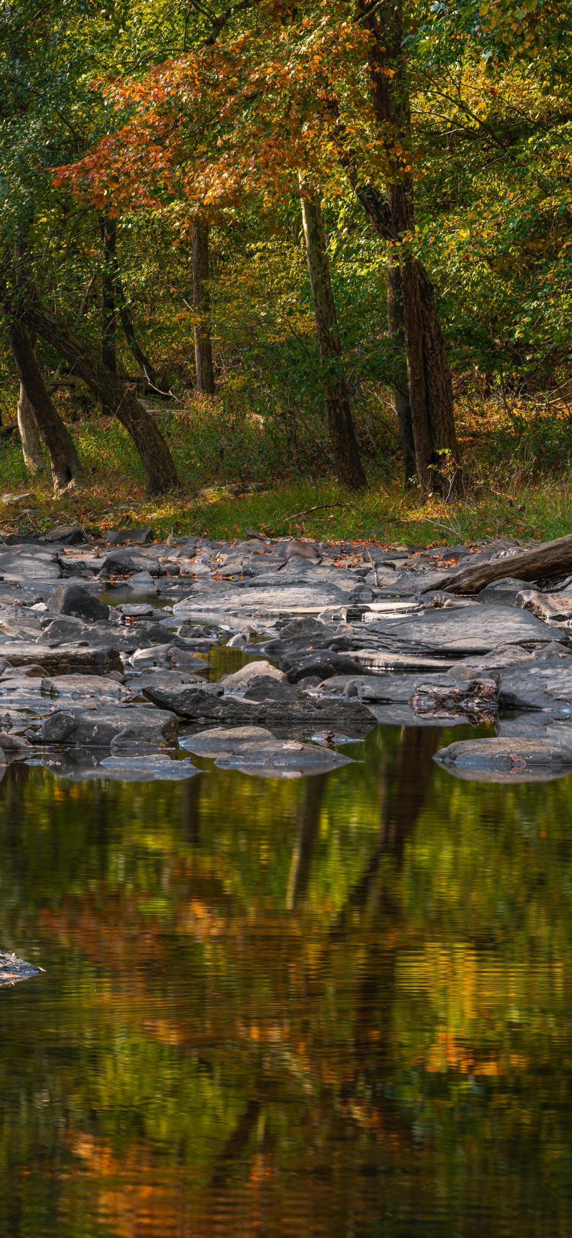 Обои дерево, отражение, водоем, природа, природный ландшафт в разрешении 1125x2436
