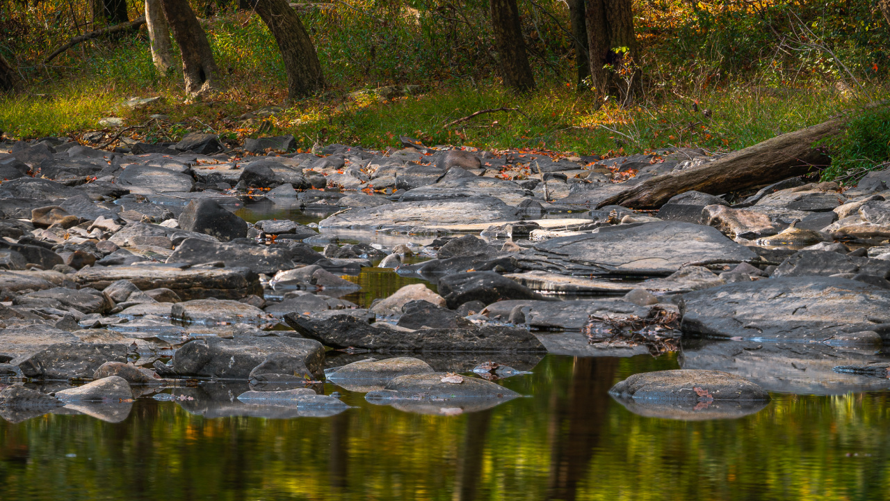 Обои дерево, отражение, водоем, природа, природный ландшафт в разрешении 1280x720
