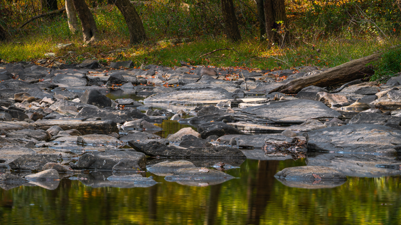 Обои дерево, отражение, водоем, природа, природный ландшафт в разрешении 1366x768