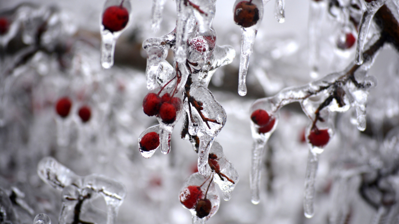 Обои ягоды, ветвь, замораживание, зима, лед в разрешении 1366x768
