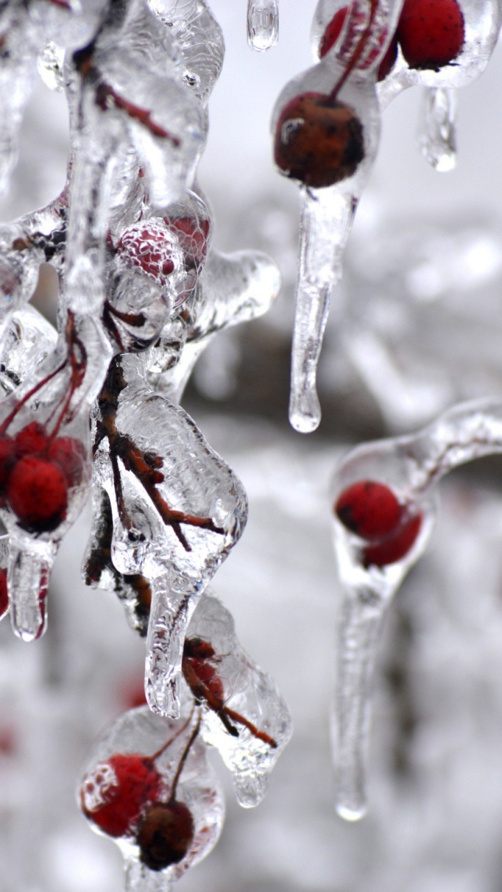 Обои ягоды, ветвь, замораживание, зима, лед в разрешении 720x1280