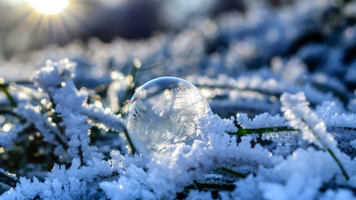 Обои снег, зима, мороз, замораживание, ветвь в разрешении 1366x768