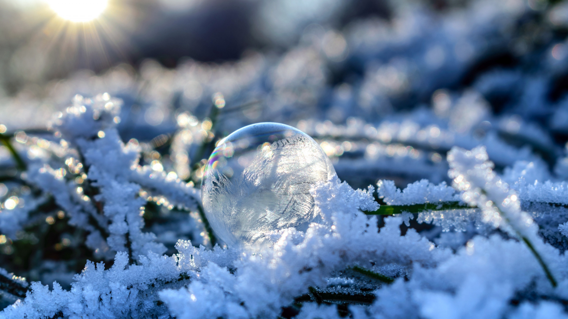 Обои снег, зима, мороз, замораживание, ветвь в разрешении 1920x1080