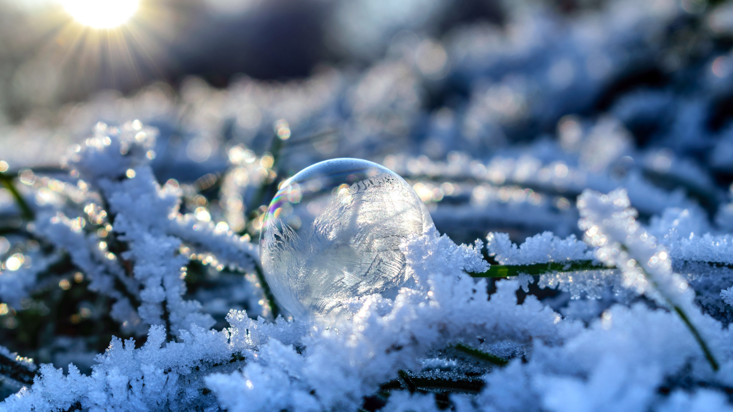 Обои снег, зима, мороз, замораживание, ветвь в разрешении 2560x1440