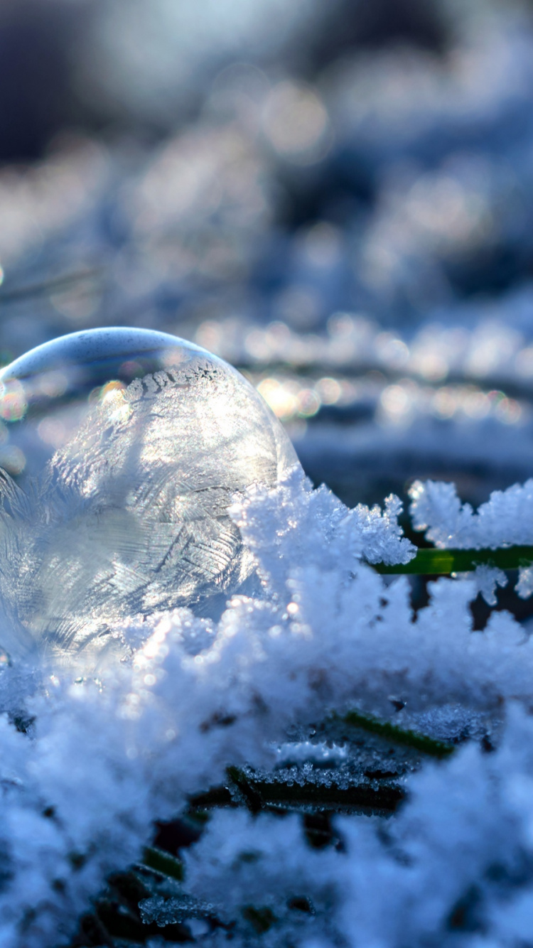 Обои снег, зима, мороз, замораживание, ветвь в разрешении 750x1334