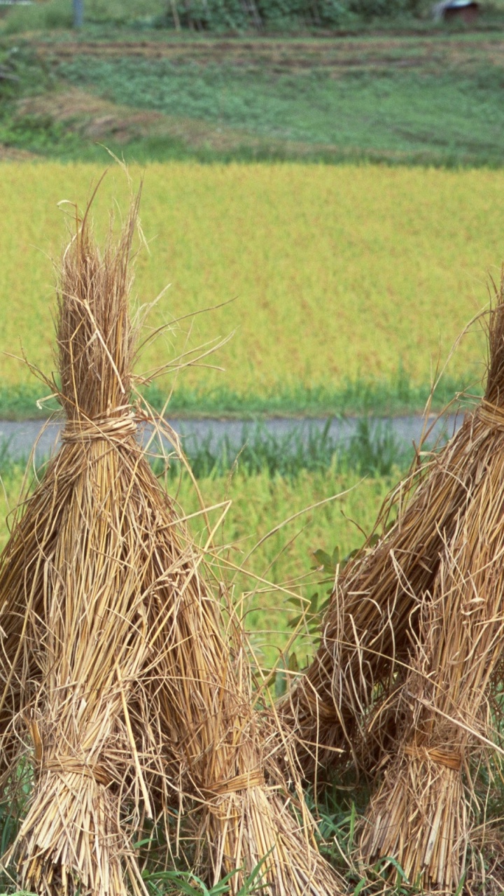 Обои рисовое поле, рис, сено, сельское хозяйство, жатва в разрешении 720x1280