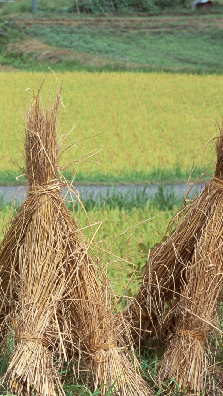 Обои рисовое поле, рис, сено, сельское хозяйство, жатва в разрешении 750x1334