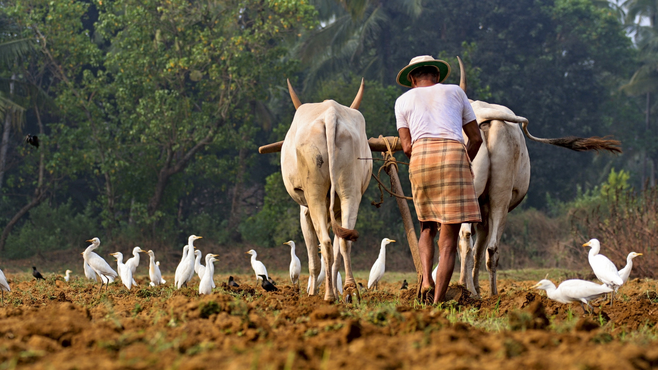 Обои сельское хозяйство, поле, стадо, выгон, сельский район в разрешении 1280x720