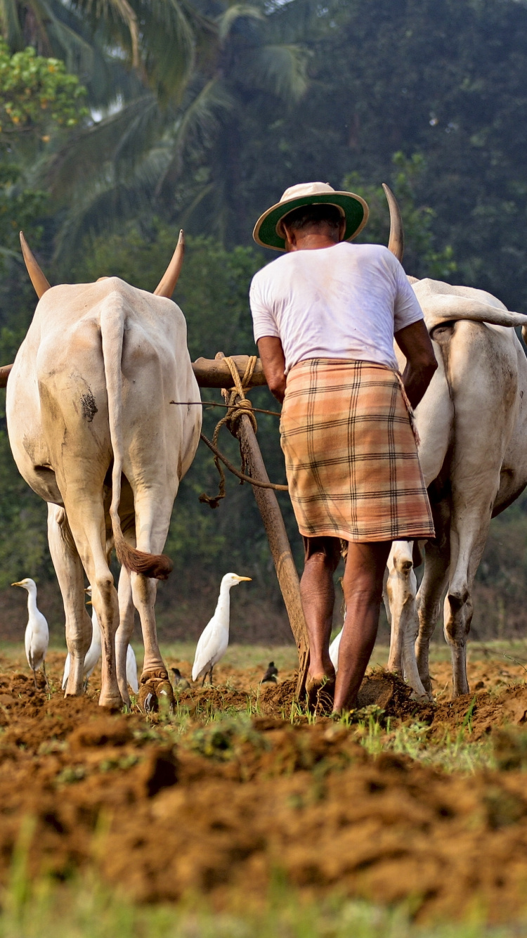 Обои сельское хозяйство, поле, стадо, выгон, сельский район в разрешении 750x1334