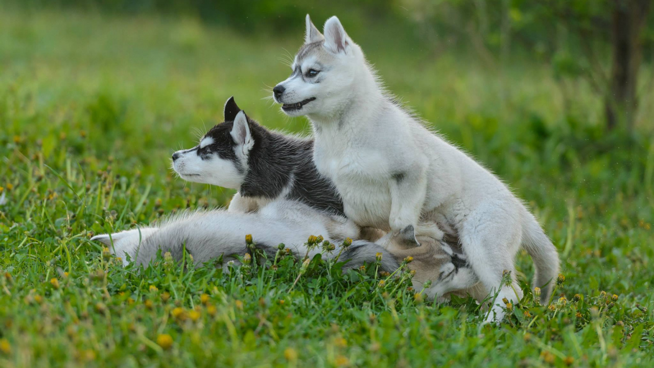 Обои Сахалинская хаски, Себирская Хаски, канадская эскимосская собака, Западно Сибирская лайка, Восточно Сибирская лайка в разрешении 1280x720