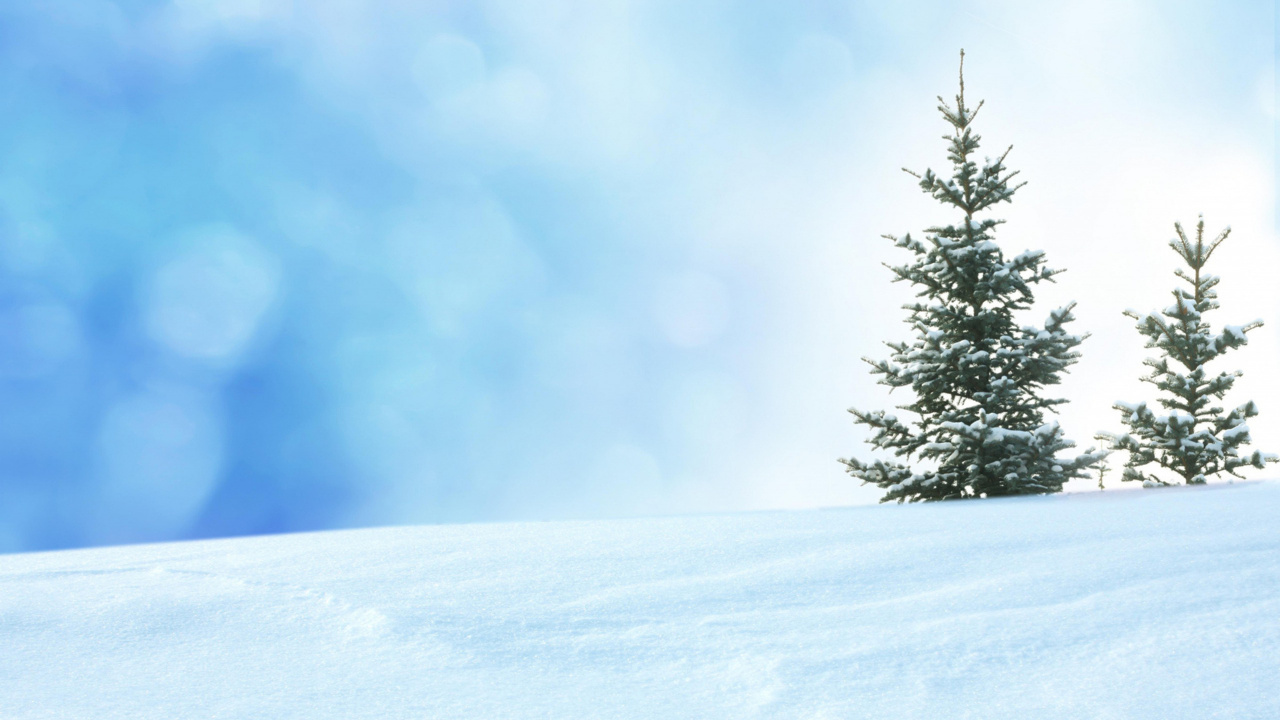Обои снег, зима, дерево, замораживание, пихта в разрешении 1280x720