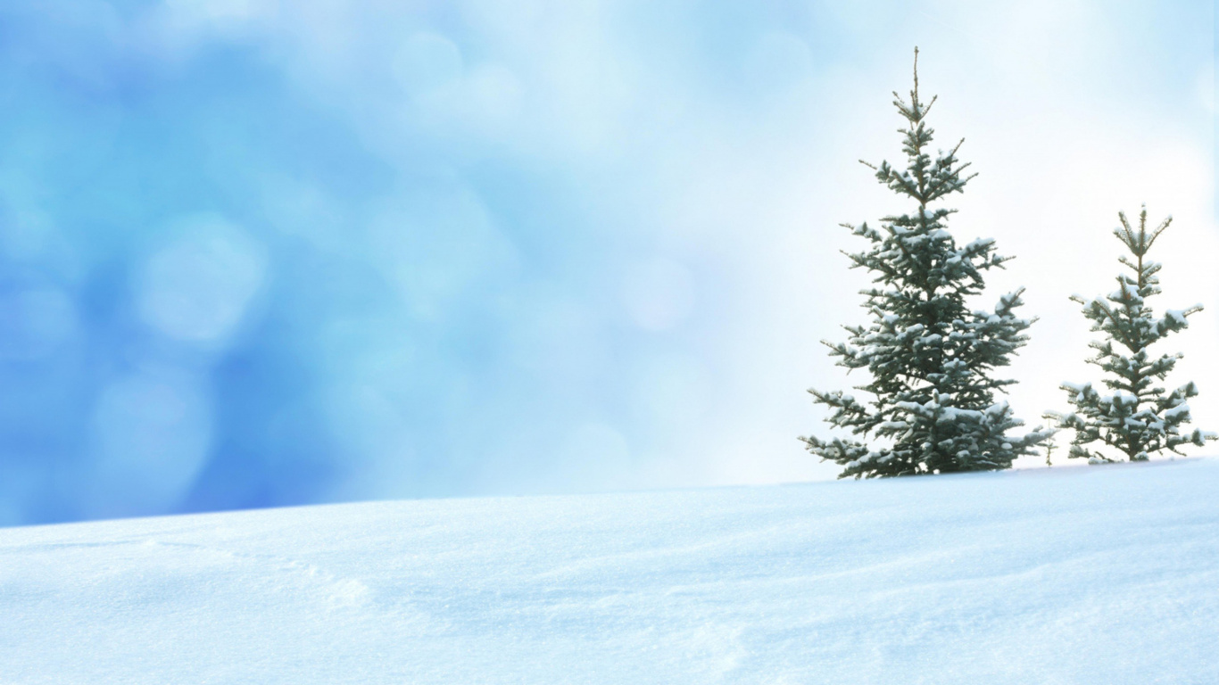Обои снег, зима, дерево, замораживание, пихта в разрешении 1366x768