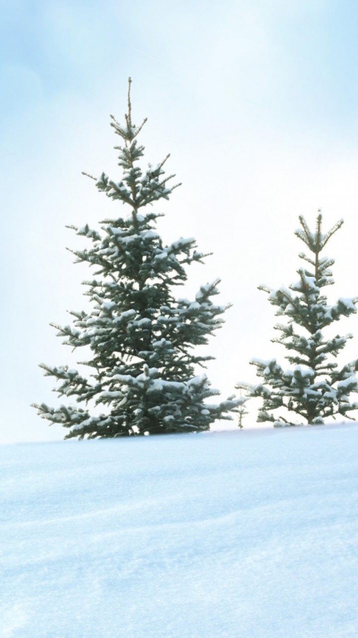 Обои снег, зима, дерево, замораживание, пихта в разрешении 720x1280