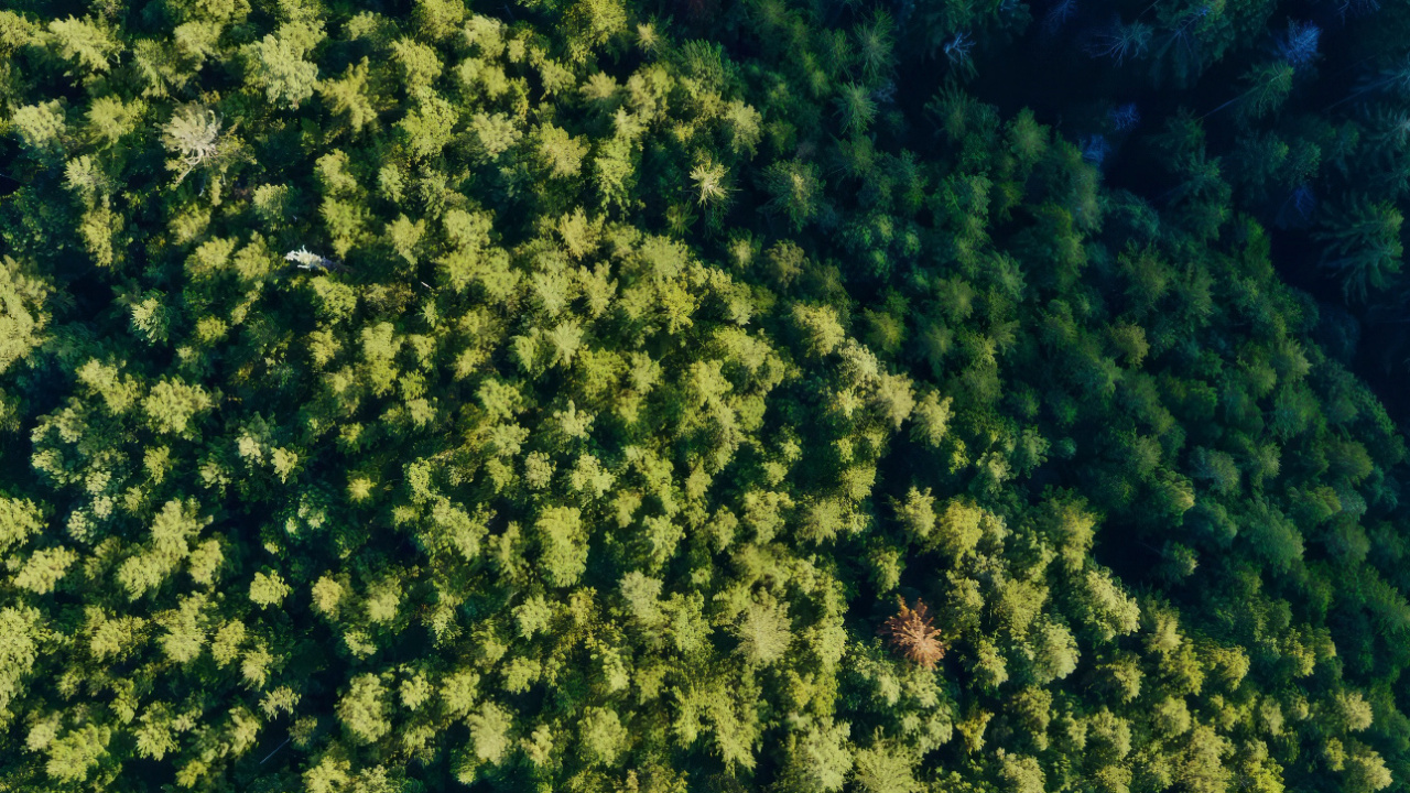 Обои цветок, 256 гб, растительное сообщество, растение, вода в разрешении 1280x720
