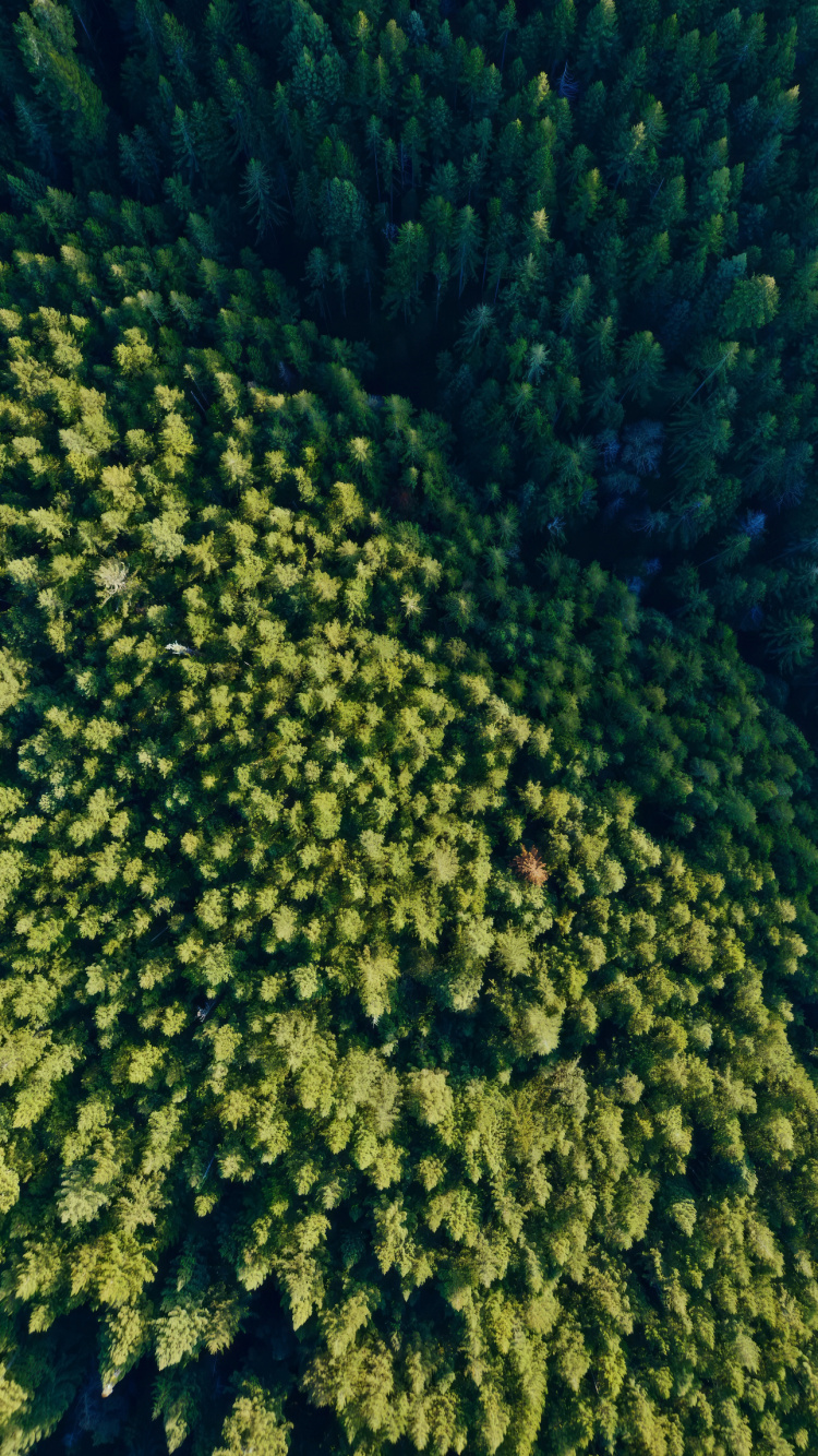 Обои цветок, 256 гб, растительное сообщество, растение, вода в разрешении 750x1334