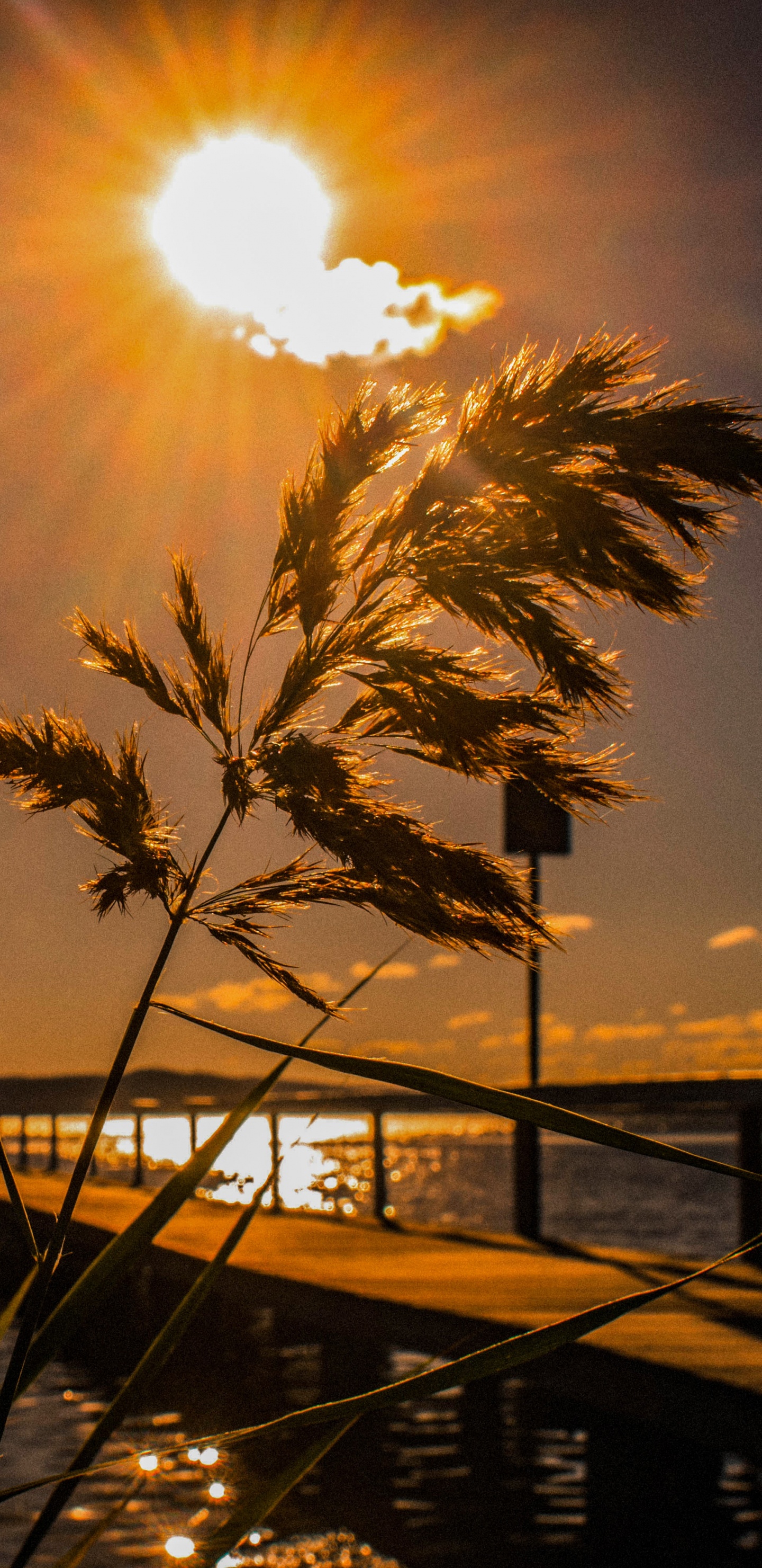 Обои закат, вода, солнце, горизонт, дерево в разрешении 1440x2960