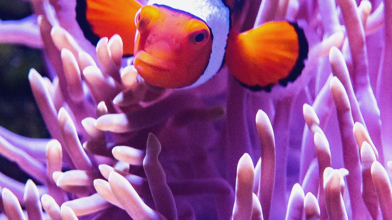 Обои морские животные, морская жизнь мельбурнский аквариум, коралловый риф, море, Аквариум в разрешении 1280x720