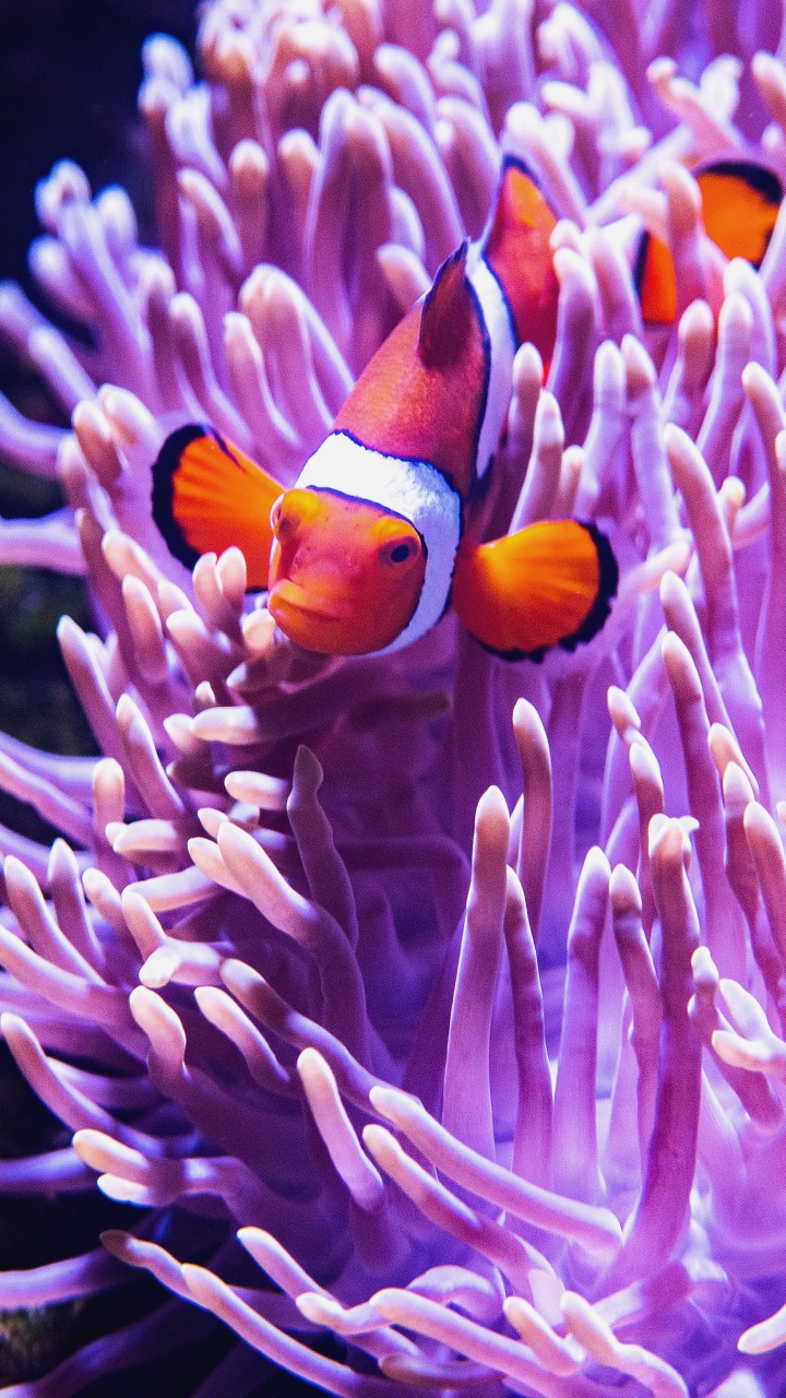 Обои морские животные, морская жизнь мельбурнский аквариум, коралловый риф, море, Аквариум в разрешении 720x1280