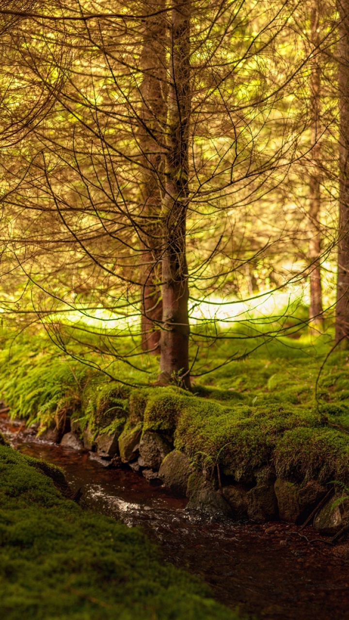 Обои лес, дерево, природа, лесистая местность, природный заповедник в разрешении 720x1280