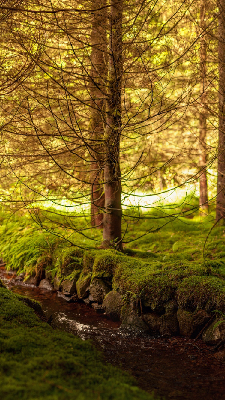 Обои лес, дерево, природа, лесистая местность, природный заповедник в разрешении 750x1334