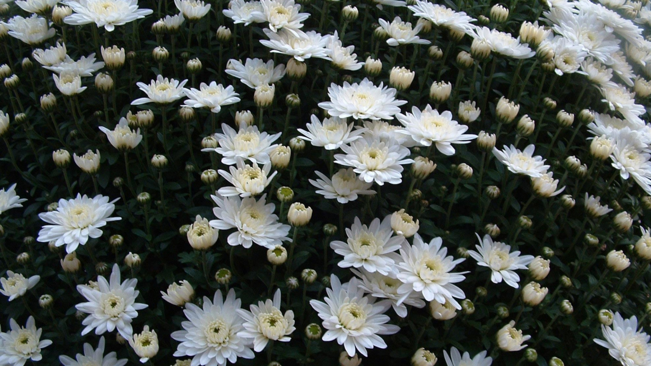 Обои oxeye Дейзи, Хризантема, цветковое растение, растение, маргаритная ромашка в разрешении 1280x720