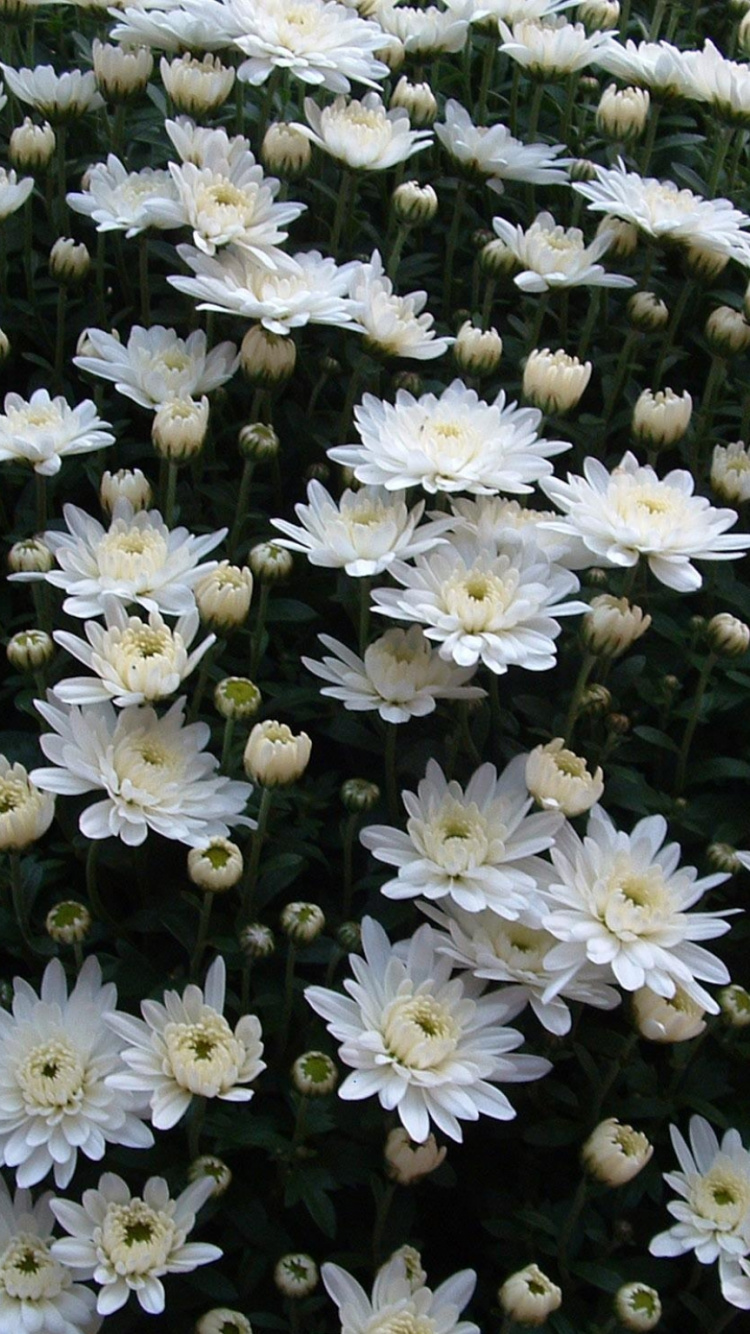 Обои oxeye Дейзи, Хризантема, цветковое растение, растение, маргаритная ромашка в разрешении 750x1334