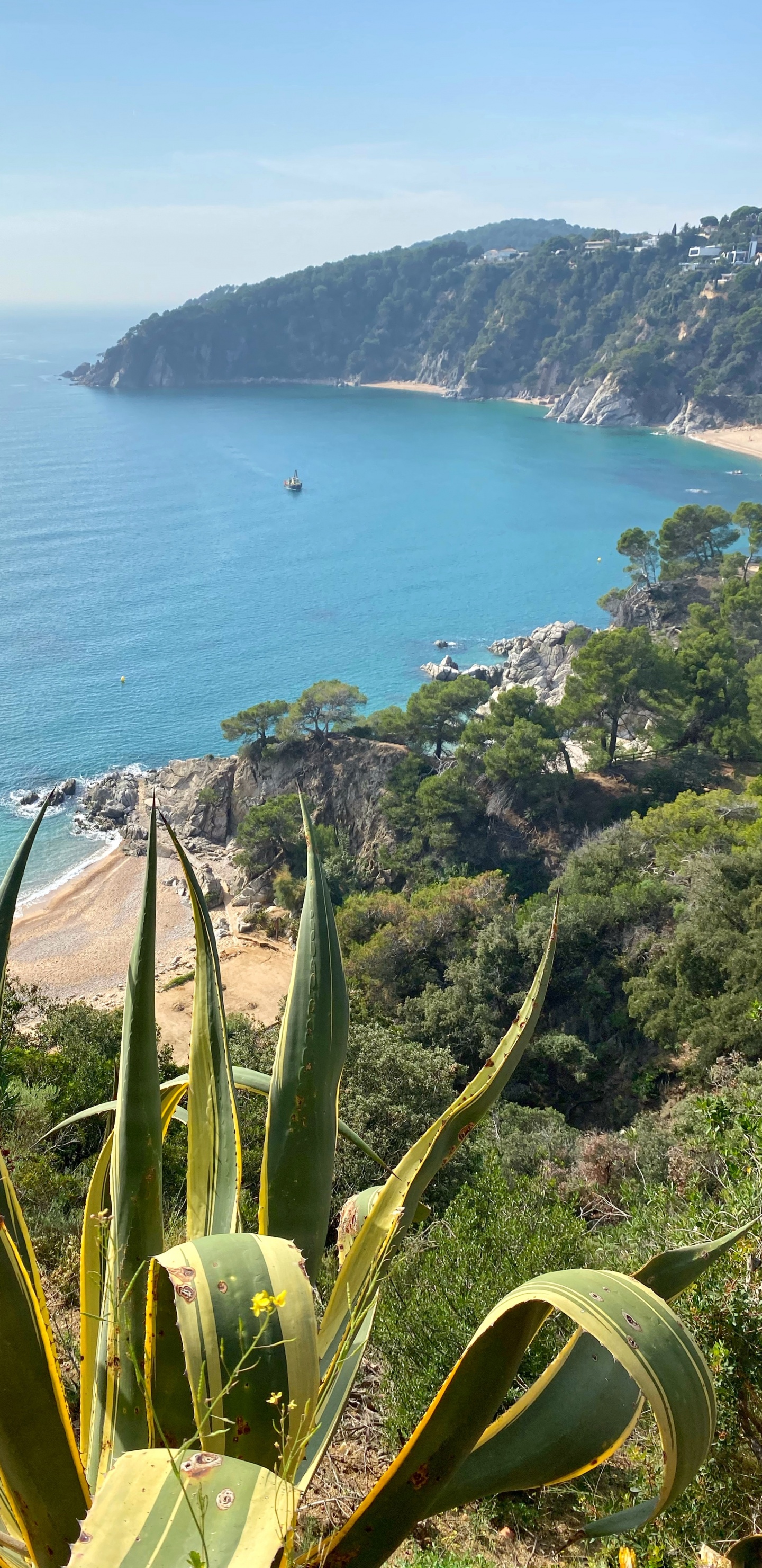 Обои побережье, растительность, растительное сообщество, океан, наземное растение в разрешении 1440x2960