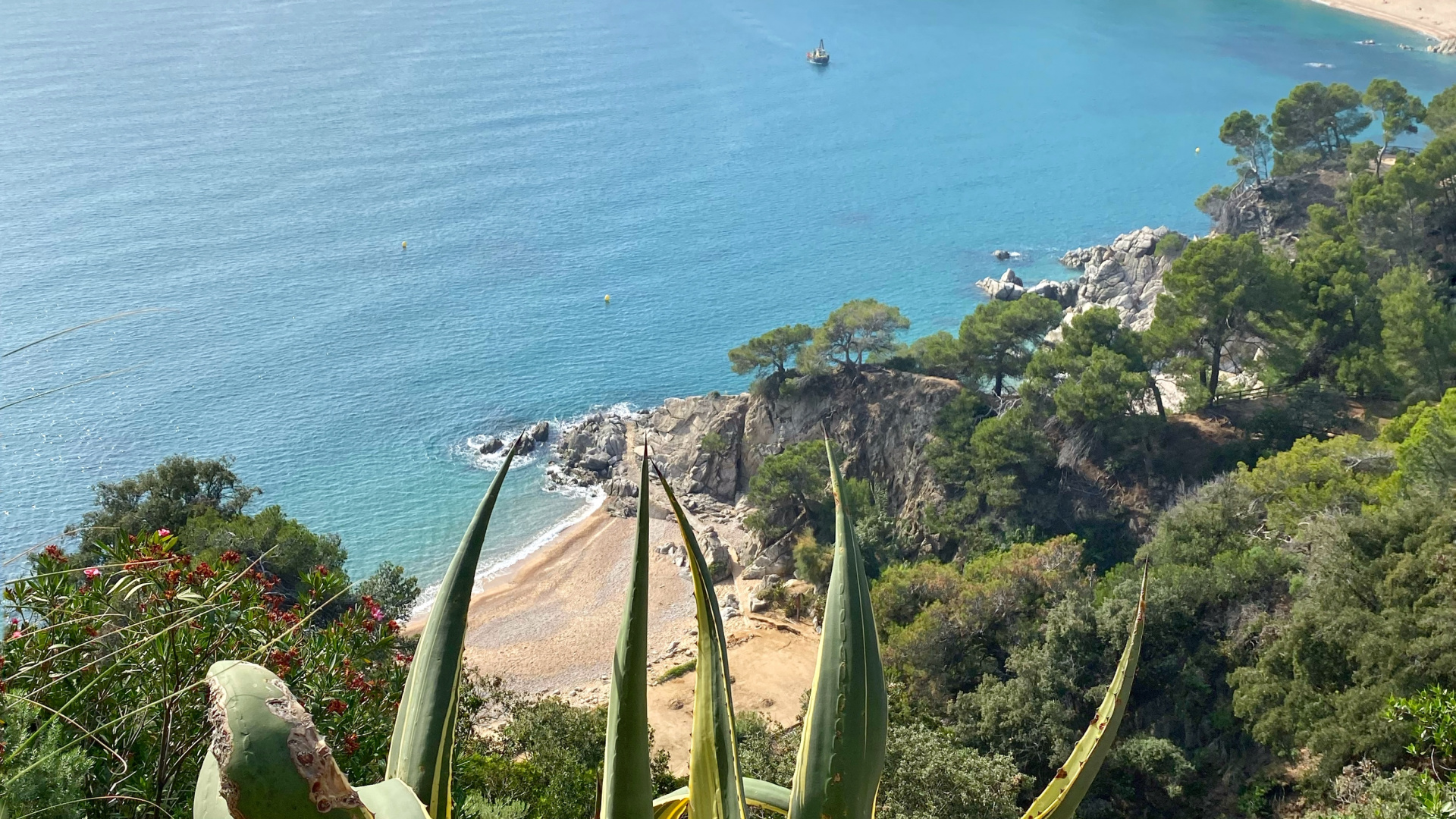 Обои побережье, растительность, растительное сообщество, океан, наземное растение в разрешении 1920x1080