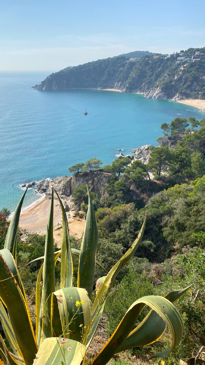 Обои побережье, растительность, растительное сообщество, океан, наземное растение в разрешении 720x1280